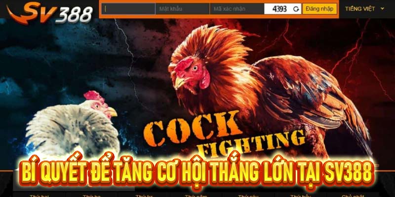 đá gà SV388