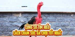 Cách chăm sóc gà chọi