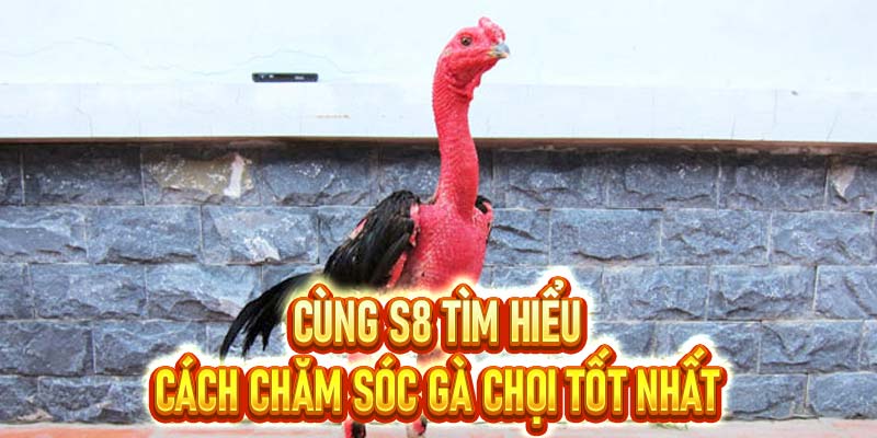 Cách chăm sóc gà chọi
