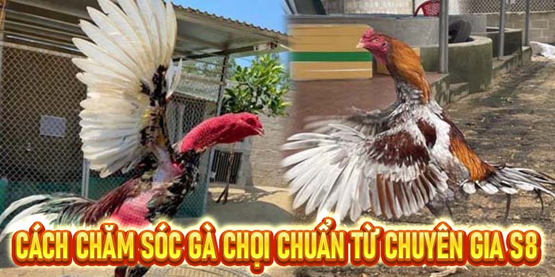 Cách chăm sóc gà chọi