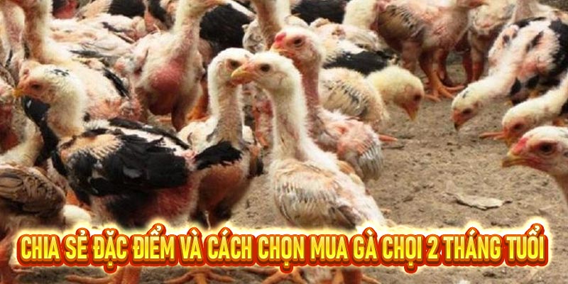 Gà chọi 2 tháng tuổi