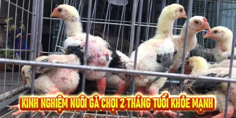 Gà chọi 2 tháng tuổi