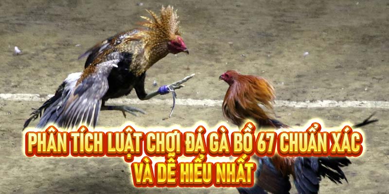  Đá gà bồ 67