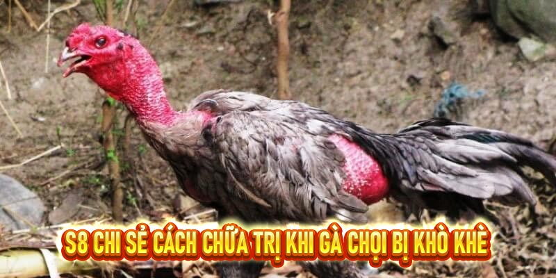 Gà chọi bị khò khè