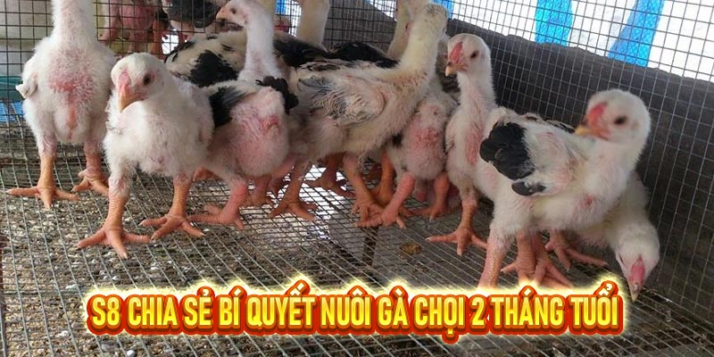 Gà chọi 2 tháng tuổi