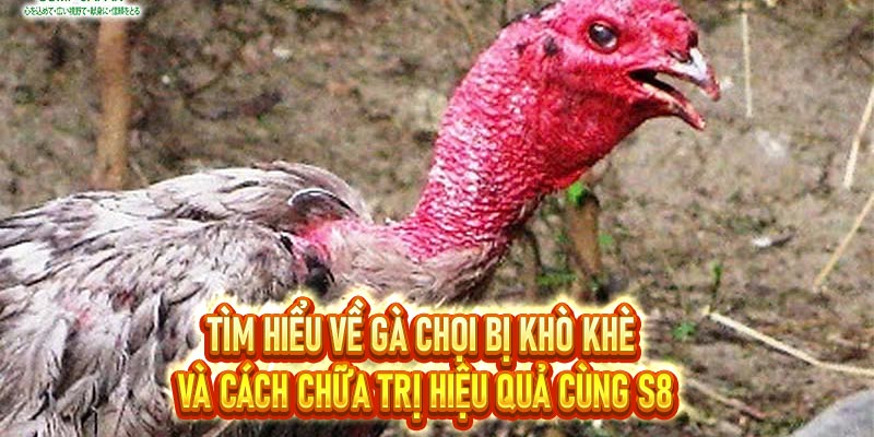 Gà chọi bị khò khè